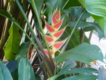 Ausflug Samana  Blume an der Pferdestation (DOM).